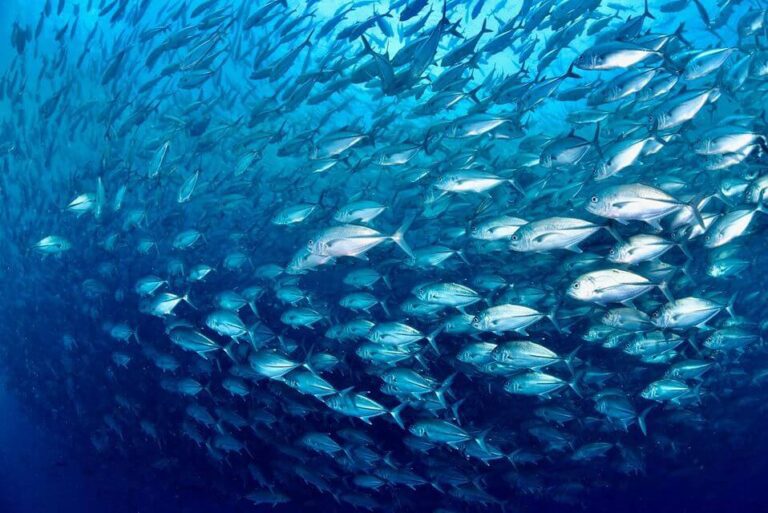 School of jackfish while scuba diving with Haka Dive Center at Balicasag island in Bohol.