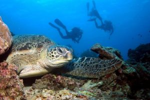 Scuba diving with Turtles with Haka Dive Center in Panglao, Bohol.