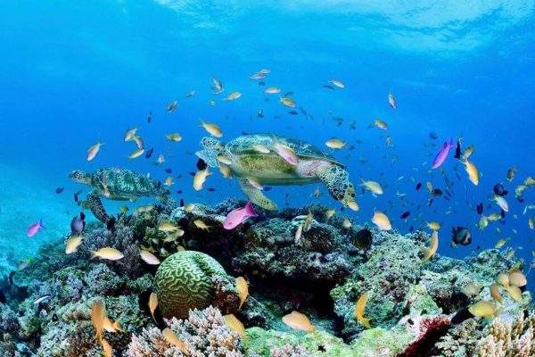 Scuba diving with turtles at Balicasag island with Haka Dive Center.