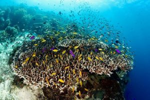 Balicasag island Scuba dive with Haka Dive Center