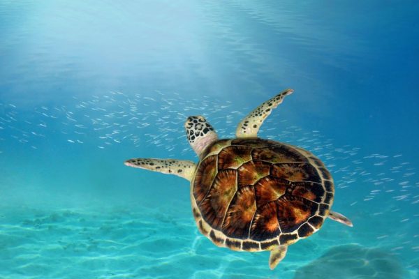 Scuba dive with Haka Dive Center to Balicasag island to see turtles