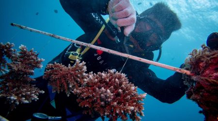 Coral Rescue volunteer course with Haka Dive Center for Scuba Diving in Panglao, Bohol.