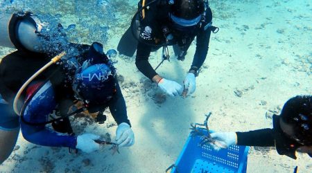 Coral Rescue volunteer course with Haka Dive Center for Scuba Diving in Panglao, Bohol.