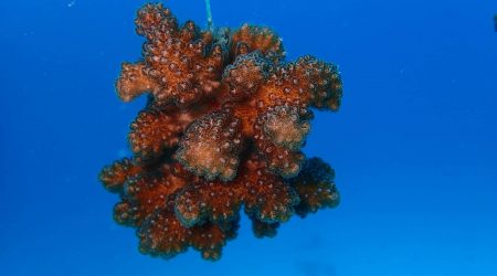 Coral Rescue volunteer course with Haka Dive Center for Scuba Diving in Panglao, Bohol.