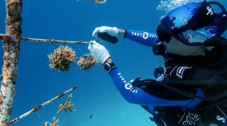 Coral Rescue volunteer course with Haka Dive Center for Scuba Diving in Panglao, Bohol.