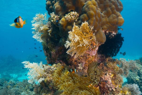 Corals-haka dive center