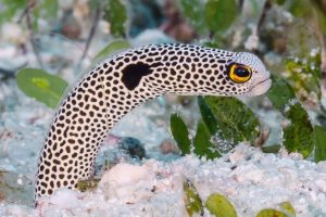 Garden eel