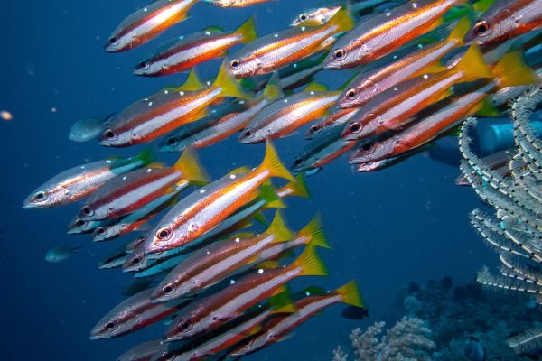 Marine life - fish - Haka Dive center