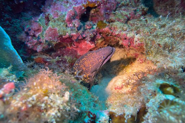 Moray Eel - Haka Dive Center