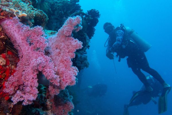 PADI Course Advanced - Haka