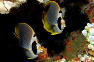 Scuba diving at Pamilacan Island with Haka Dive Center