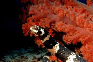 Scuba diving at Pamilacan Island with Haka Dive Center