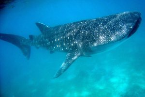 Diving with a whale shark while scuba diving in Panglao Bohol