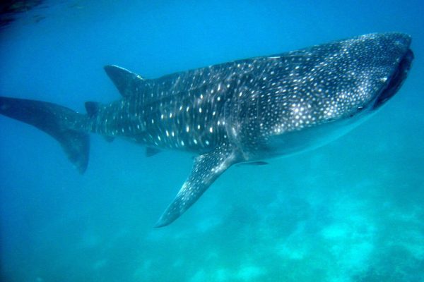 Diving with a whale shark while scuba diving in Panglao Bohol