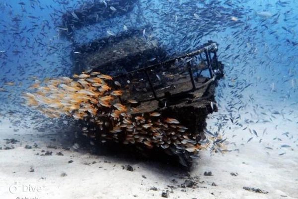 Panglao Dive Site marine life
