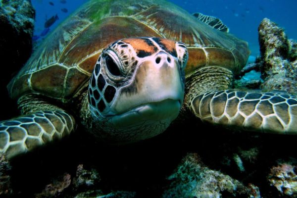 Turtles while scuba diving with Haka Dive Center in Panglao, Bohol.
