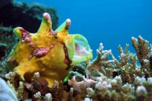 Frogfish - Haka Dive Center