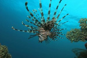 Panglao Dive Site marine life