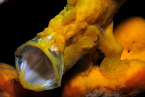 marine sanctuary